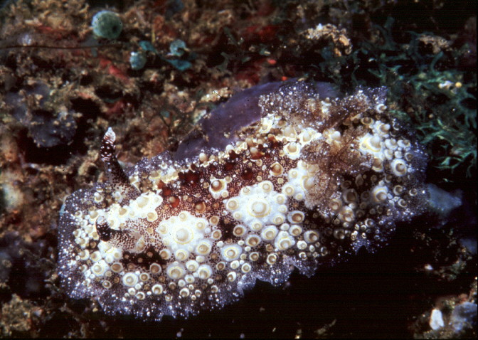 Hoplodoris estrelyado